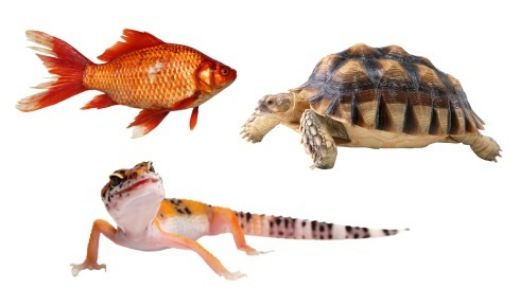 Akvaristika, Teraristika