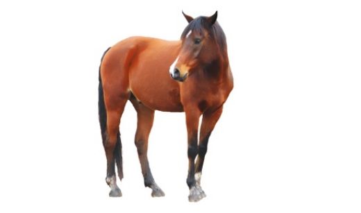 Koně