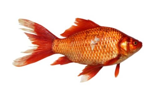Rybičky