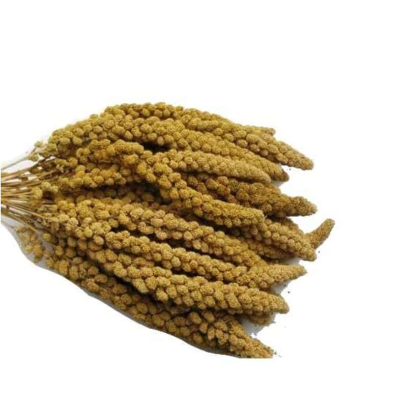 Senegalské proso žluté klasy 200 g - Image 2