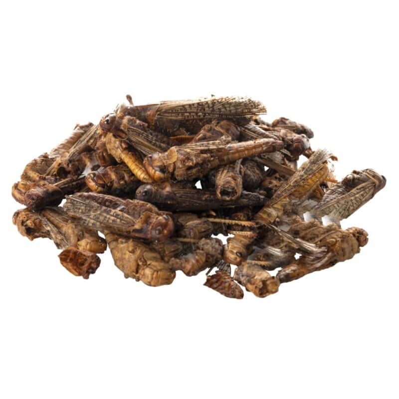 Kobylky, dóza 500 ml (65 g) - Image 3